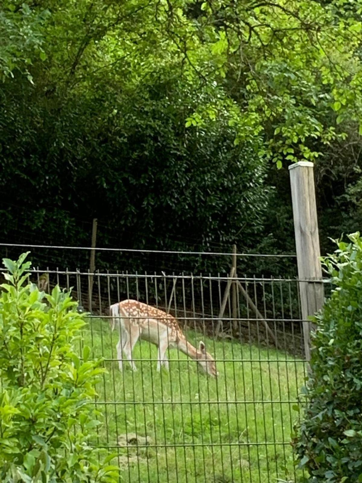 Deni'S Ferienwohnungen Klotten Esterno foto