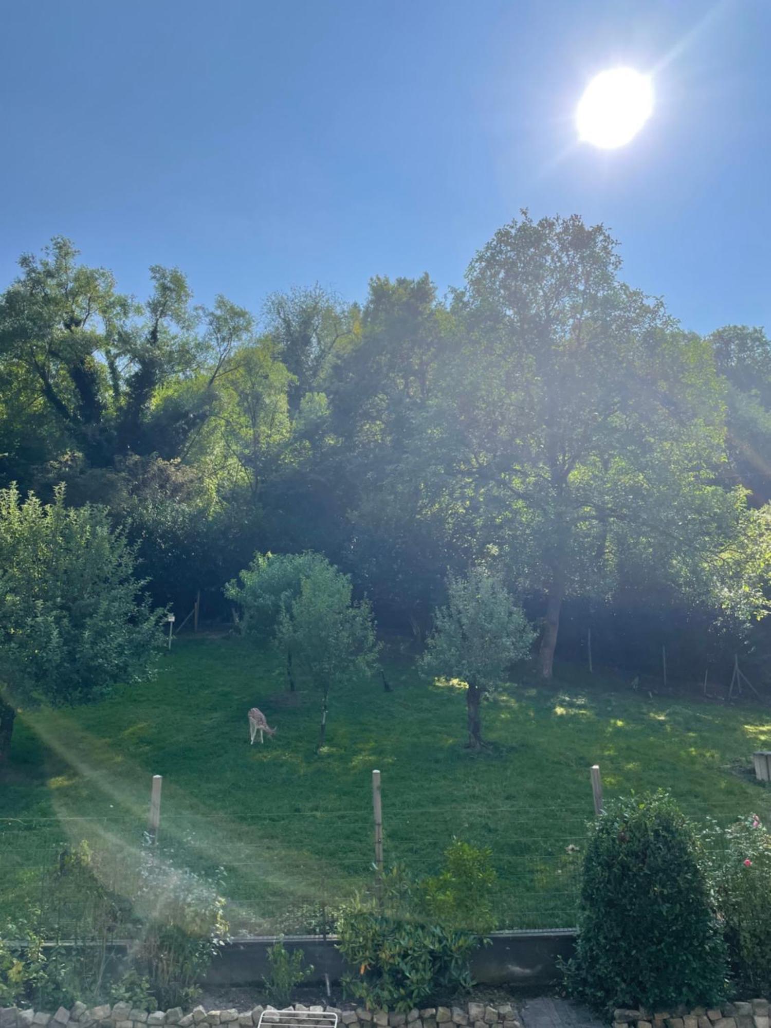 Deni'S Ferienwohnungen Klotten Esterno foto
